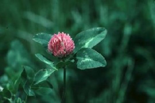 Trifolium Prateose L. Extract